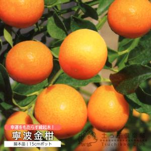 日向夏 （ ニューサマーオレンジ ） 接ぎ木 15cmポット苗【 送料無料
