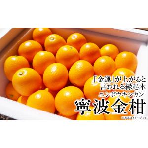 金柑 『 寧波金柑 ( ニンポウキンカン ) ...の詳細画像2