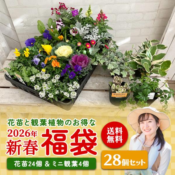 福袋 2026年 花苗と観葉植物のお得な福袋 「 花苗24個 ＆ ミニ観葉4個 」 28個セット♪【...