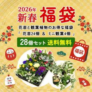 福袋 2026年 花苗と観葉植物のお得な福袋 ...の詳細画像1