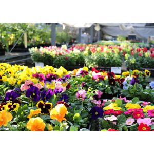 福袋 2026年 花苗と観葉植物のお得な福袋 ...の詳細画像3