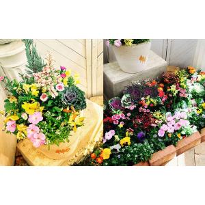 福袋 2026年 花苗と観葉植物のお得な福袋 ...の詳細画像5