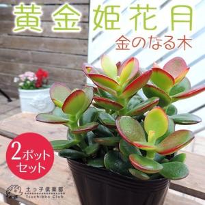 多肉植物 『黄金姫花月』 9cmポット苗【2個セット】