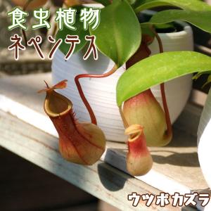 食虫植物 『 ネペンテス （ ウツボカズラ ） 』 3号鉢植え