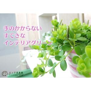 ミニ観葉 『 アロマペペ 』 ( ペペロミア・...の詳細画像5