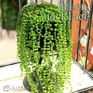 多肉植物 『 グリーンネックレス （ 緑の鈴 ） 』 7.5cmポット苗