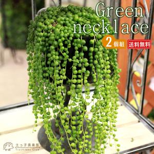 多肉植物 『 グリーンネックレス ( 緑の鈴 ) 』 7.5cmポット苗 多肉植物 『 グリーンネックレス ( 緑の鈴 ) 』 7.5cmポット苗