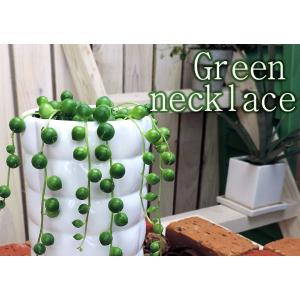 多肉植物 『 グリーンネックレス ( 緑の鈴 ...の詳細画像3