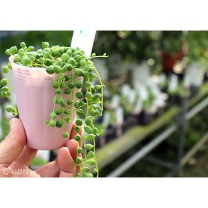多肉植物 『 グリーンネックレス ( 緑の鈴 ...の詳細画像5
