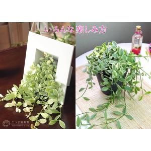 ディスキディア 『 エメラルド 』 7.5cm...の詳細画像2