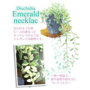 ディスキディア 『 エメラルド 』 7.5cm...の詳細画像4