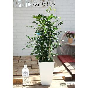 シルクジャスミン ( ゲッキツ ) 7号角鉢植...の詳細画像4