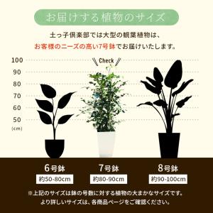 シルクジャスミン ( ゲッキツ ) 7号角鉢植...の詳細画像2