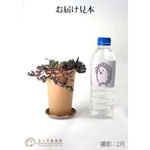 多肉植物 『 ルビーネックレス 』 7.5cm...の詳細画像1