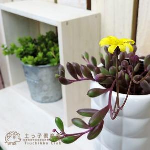 多肉植物 『 ルビーネックレス 』 7.5cm...の詳細画像2