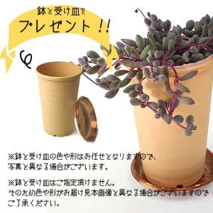 多肉植物 『 ルビーネックレス 』 7.5cm...の詳細画像4