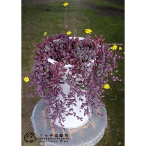 多肉植物 『 ルビーネックレス 』 7.5cm...の詳細画像5