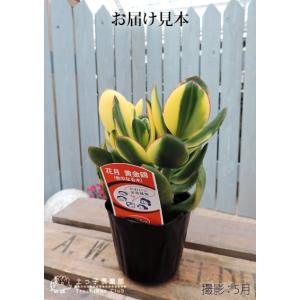 多肉植物 『 斑入り花月 』 ( 黄金錦 ) ...の詳細画像1