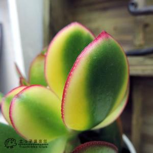 多肉植物 『 斑入り花月 』 ( 黄金錦 ) ...の詳細画像2