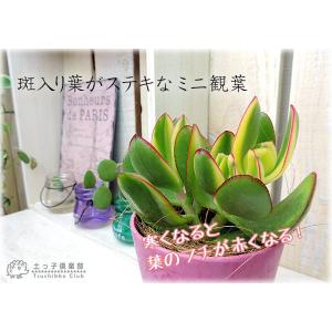 多肉植物 『 斑入り花月 』 ( 黄金錦 ) ...の詳細画像3