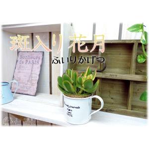 多肉植物 『 斑入り花月 』 ( 黄金錦 ) ...の詳細画像4
