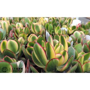多肉植物 『 斑入り花月 』 ( 黄金錦 ) ...の詳細画像5