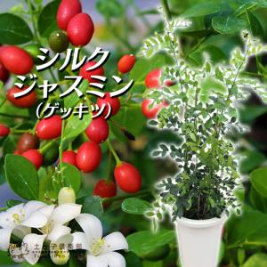 シルクジャスミン （ ゲッキツ ） 7号鉢植え （ 無料包装 ）