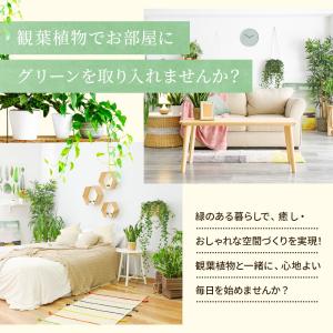 斑入りホンコンカポック ( シェフレラ ) 7...の詳細画像1