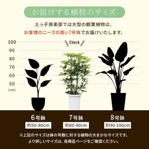 斑入りホンコンカポック ( シェフレラ ) 7...の詳細画像2