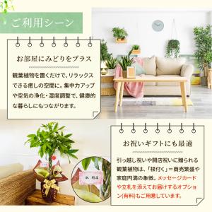 斑入りホンコンカポック ( シェフレラ ) 7...の詳細画像3