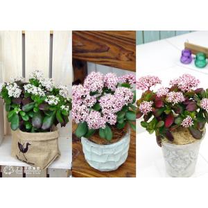 花咲く多肉植物 『 桜花月 ( サクラカゲツ ...の詳細画像4