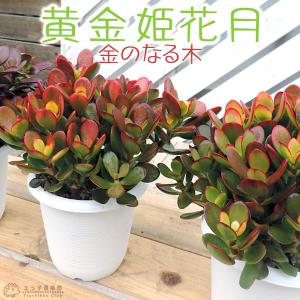 おしゃれ 観葉植物：金のなる木 花月 キラメキ*5号 プラポット : 遊恵
