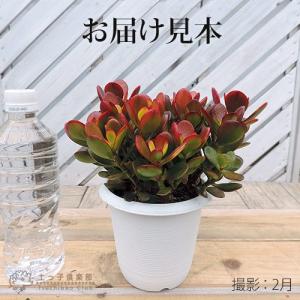 多肉植物 『 黄金姫花月 』 4号鉢植えの詳細画像1