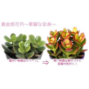 多肉植物 『 黄金姫花月 』 4号鉢植えの詳細画像2