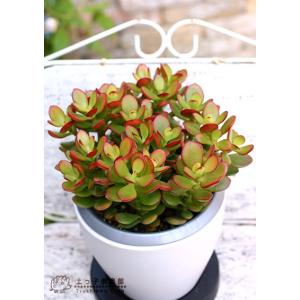 多肉植物 『 黄金姫花月 』 4号鉢植えの詳細画像3