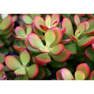 多肉植物 『 黄金姫花月 』 4号鉢植えの詳細画像4