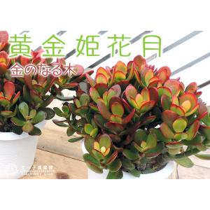 多肉植物 『 黄金姫花月 』 4号鉢植えの詳細画像5