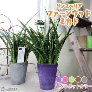 サンスベリア ファーンウッド ミカド サンセベリア 選べる鉢色 G 114 花と緑の専門店 土っ子倶楽部 通販 Yahoo ショッピング