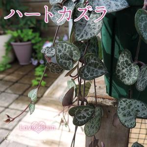 ハートカズラ 9cmポット苗 : 花と緑の専門店 土っ子倶楽部 - 通販