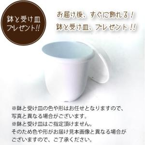 シュガーバイン 9cmポット 2個セット( 鉢...の詳細画像2