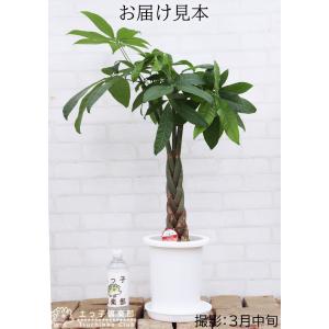 パキラ ( 発財樹 )7号鉢 受け皿プレゼント...の詳細画像5