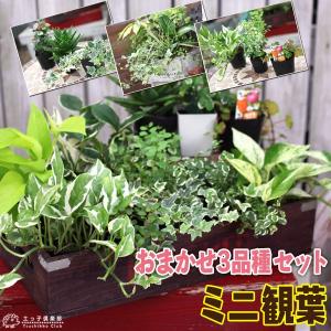 ミニ観葉 ｜ おまかせ ３品種セット｜9cmポット｜観葉植物３個セット｜贈答　プレゼント　土っ子倶楽部　ギフト　ホワイトデー