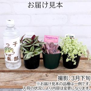 ミニ観葉 | おまかせ 3品種セット|9cmポ...の詳細画像1