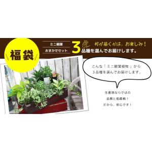 ミニ観葉 | おまかせ 3品種セット|9cmポ...の詳細画像2