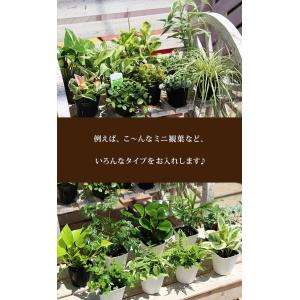 ミニ観葉 | おまかせ 3品種セット|9cmポ...の詳細画像3