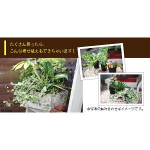 ミニ観葉 | おまかせ 3品種セット|9cmポ...の詳細画像5