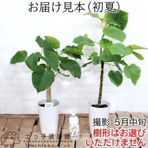 ウンベラータ 7号鉢 受け皿 プレゼント付き ...の詳細画像5