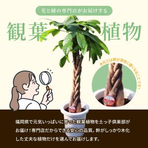 ウンベラータ 7号鉢 受け皿 プレゼント付き ...の詳細画像2