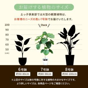 ウンベラータ 7号鉢 受け皿 プレゼント付き ...の詳細画像3