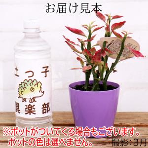 ミニ観葉植物 『 銀龍(ギンリュウ) 』 9c...の詳細画像1